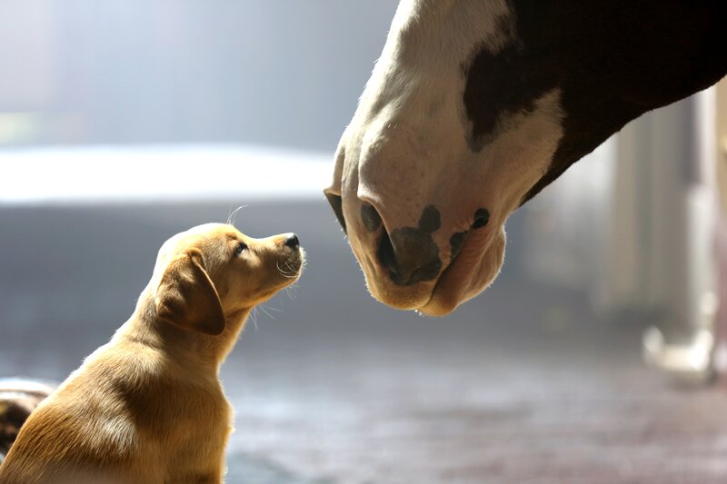 Puppy and Horse Nose