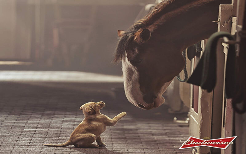 Puppy and Horse