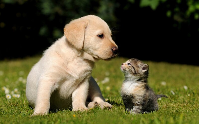 Puppy and Kitten — Afternoon