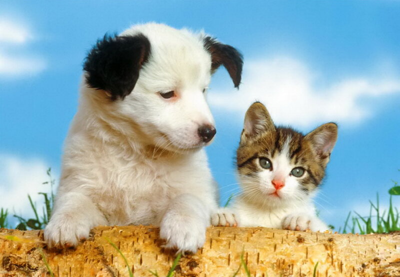 Puppy and Kitten — Blue, Calm, Afternoon