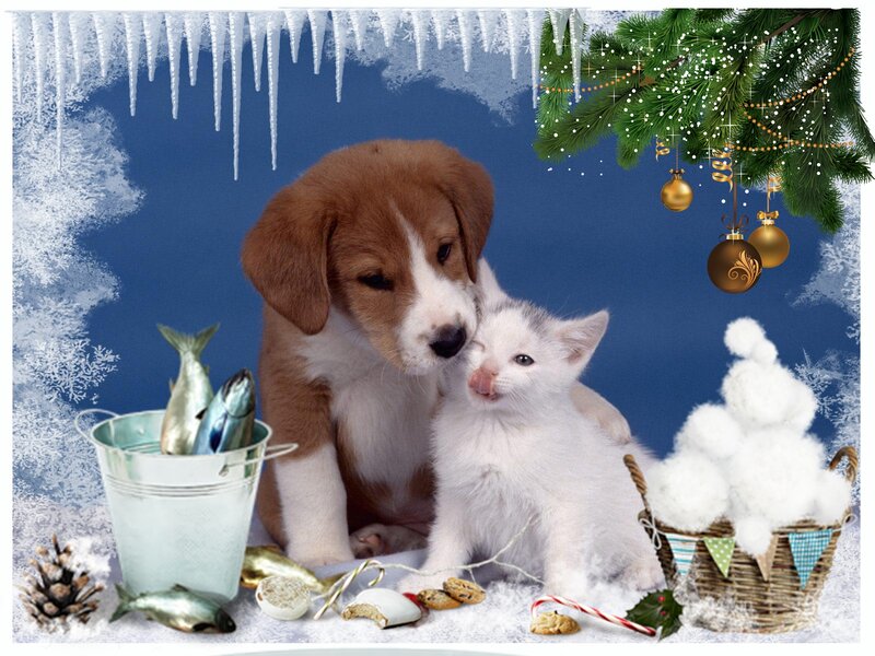 Puppy and Kitten — Blue
