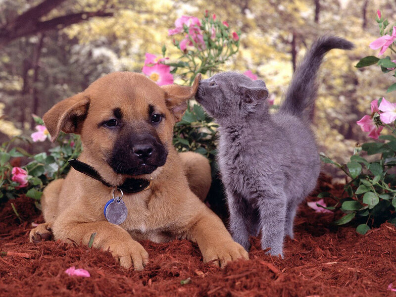 Puppy and Kitten — Brown, Calm, Spring, Photograph