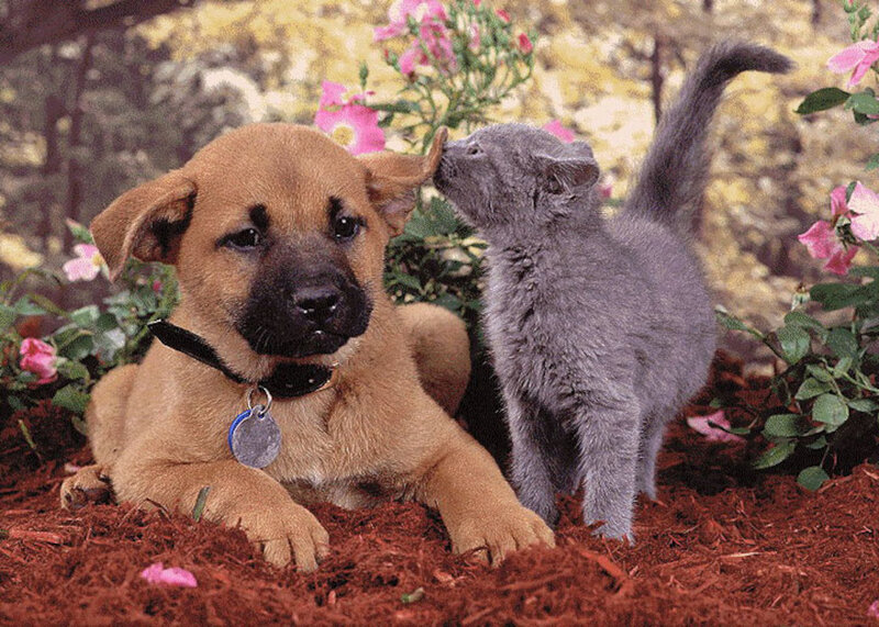 Puppy and Kitten — Brown, Calm, Spring