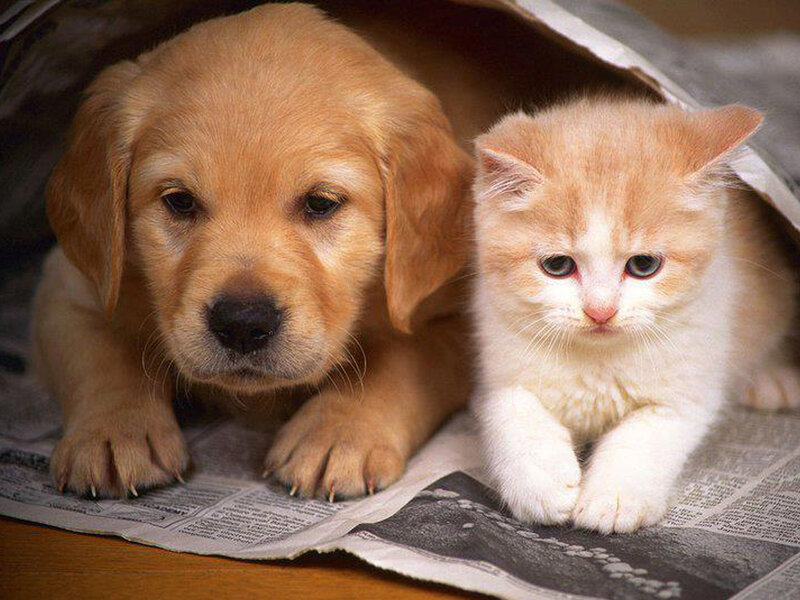 Puppy and Kitten — Brown, Calm