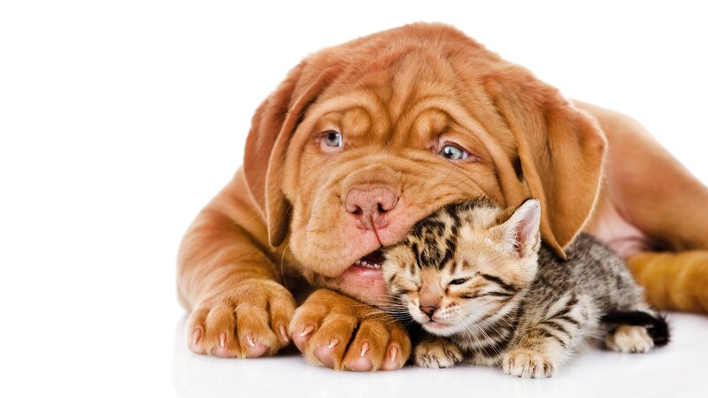 Puppy and Kitten — Brown, Peaceful, Photograph