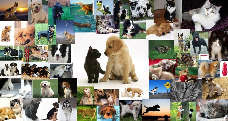 Puppy and Kitten Collage