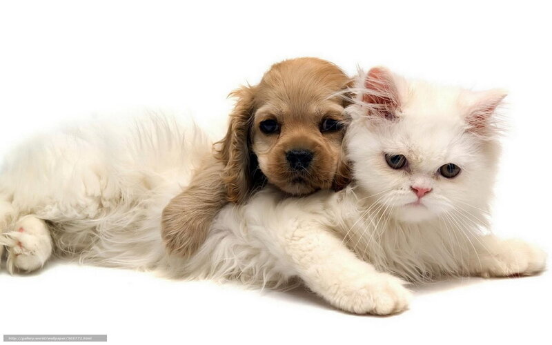 puppy and kitten cuddling