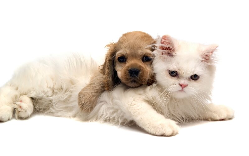 puppy and kitten cuddling
