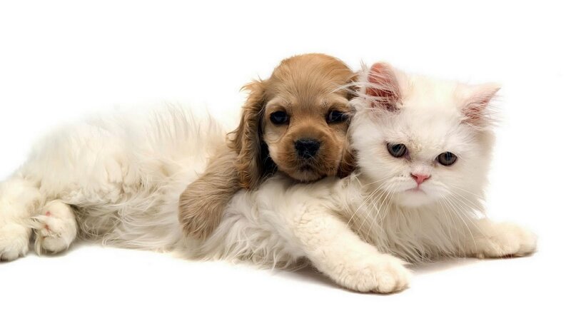 puppy and kitten cuddling