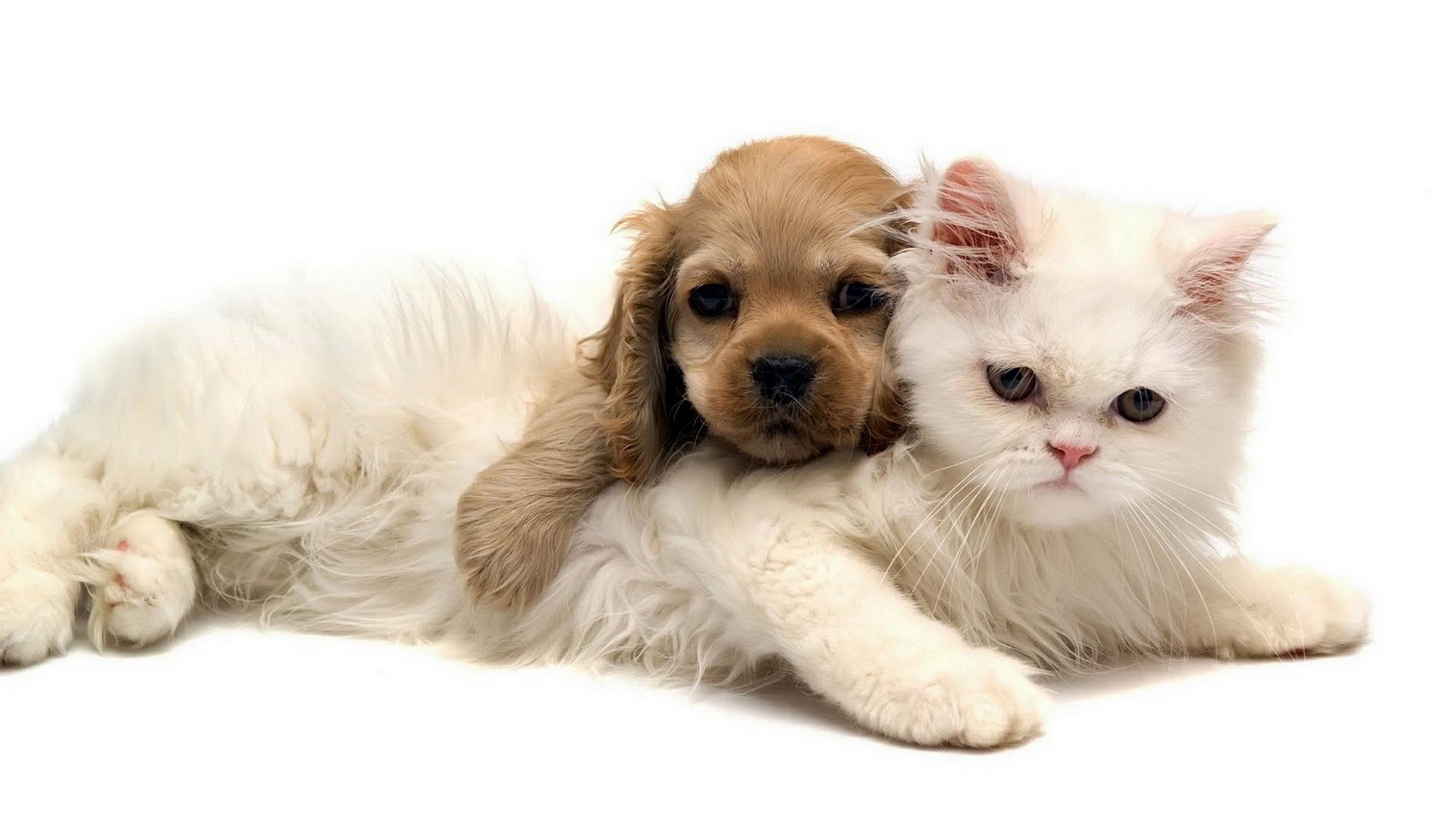 puppy and kitten cuddling