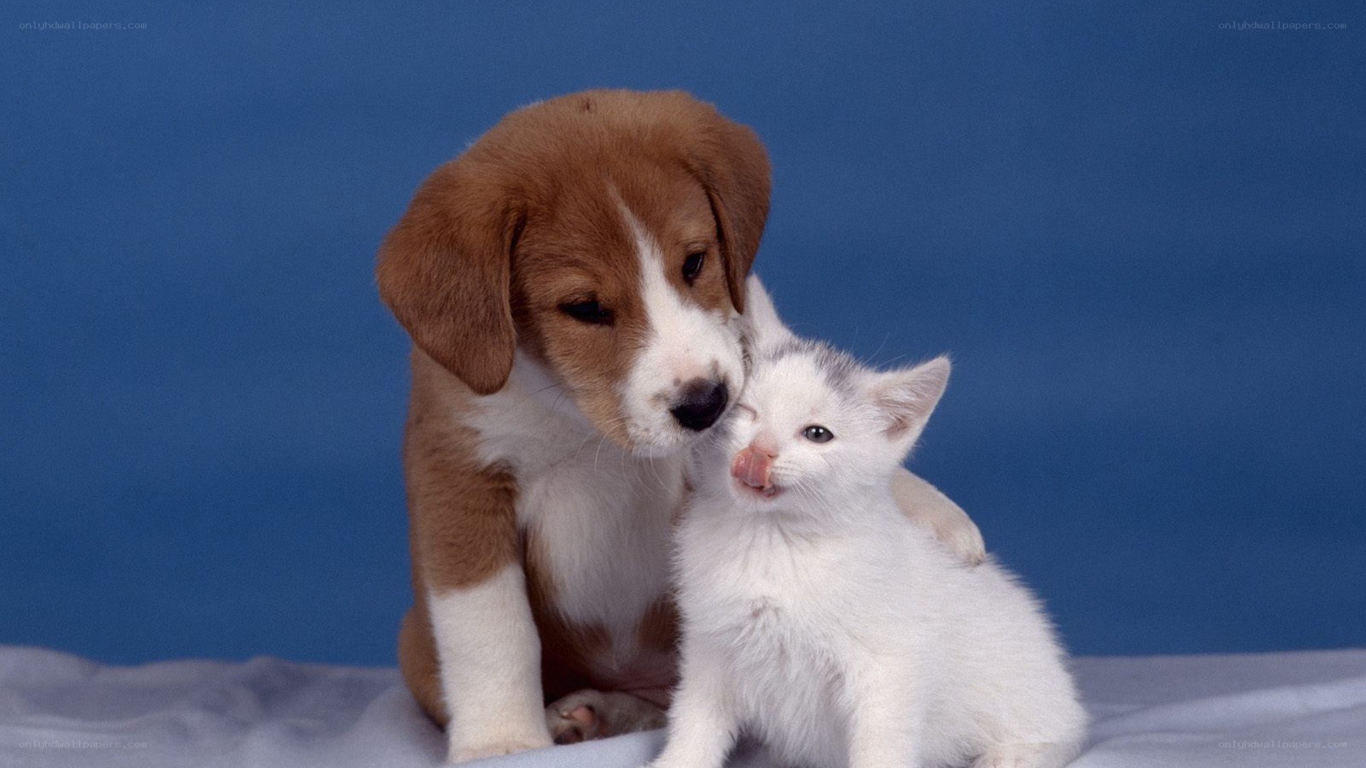 puppy and kitten cuddling