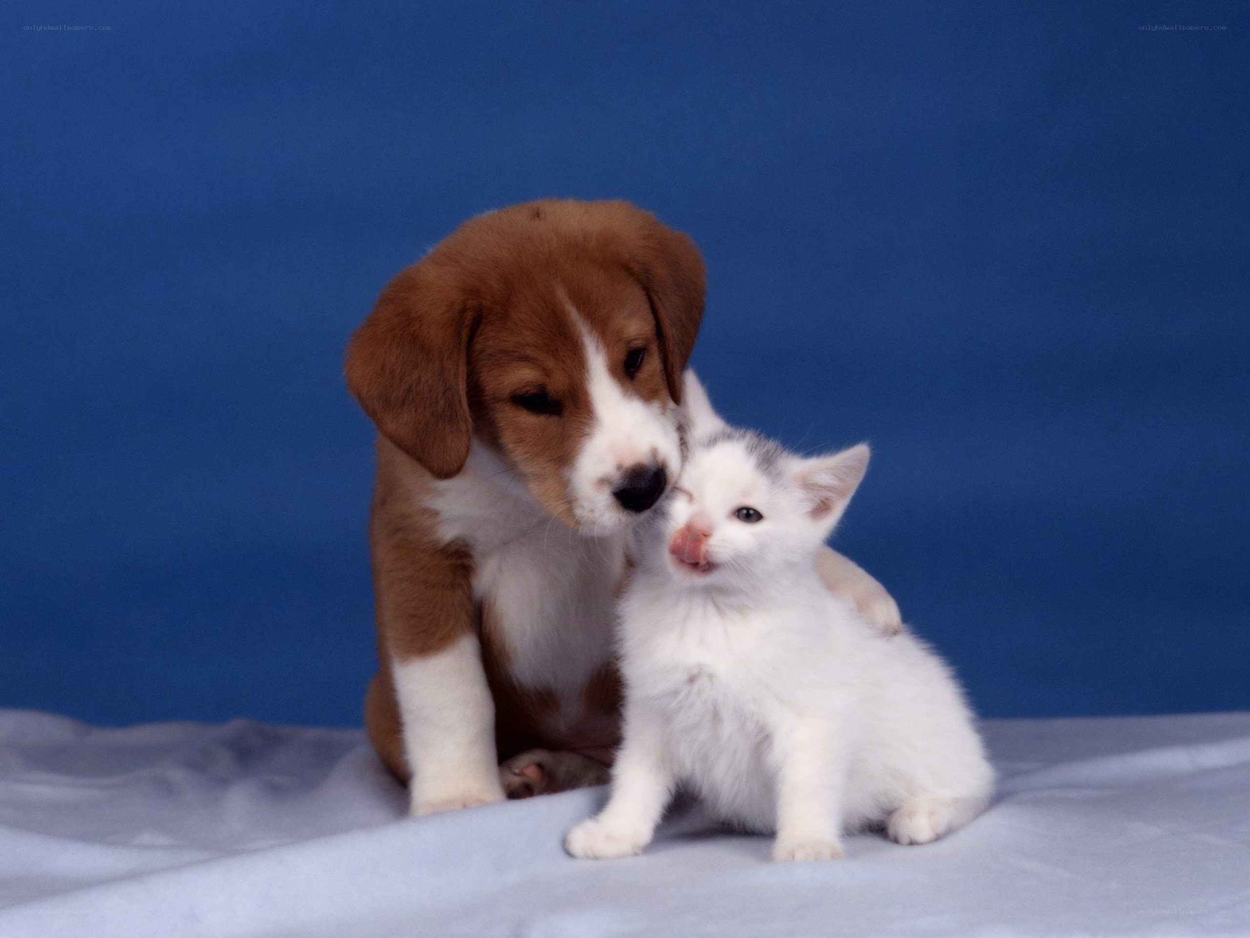 puppy and kitten cuddling