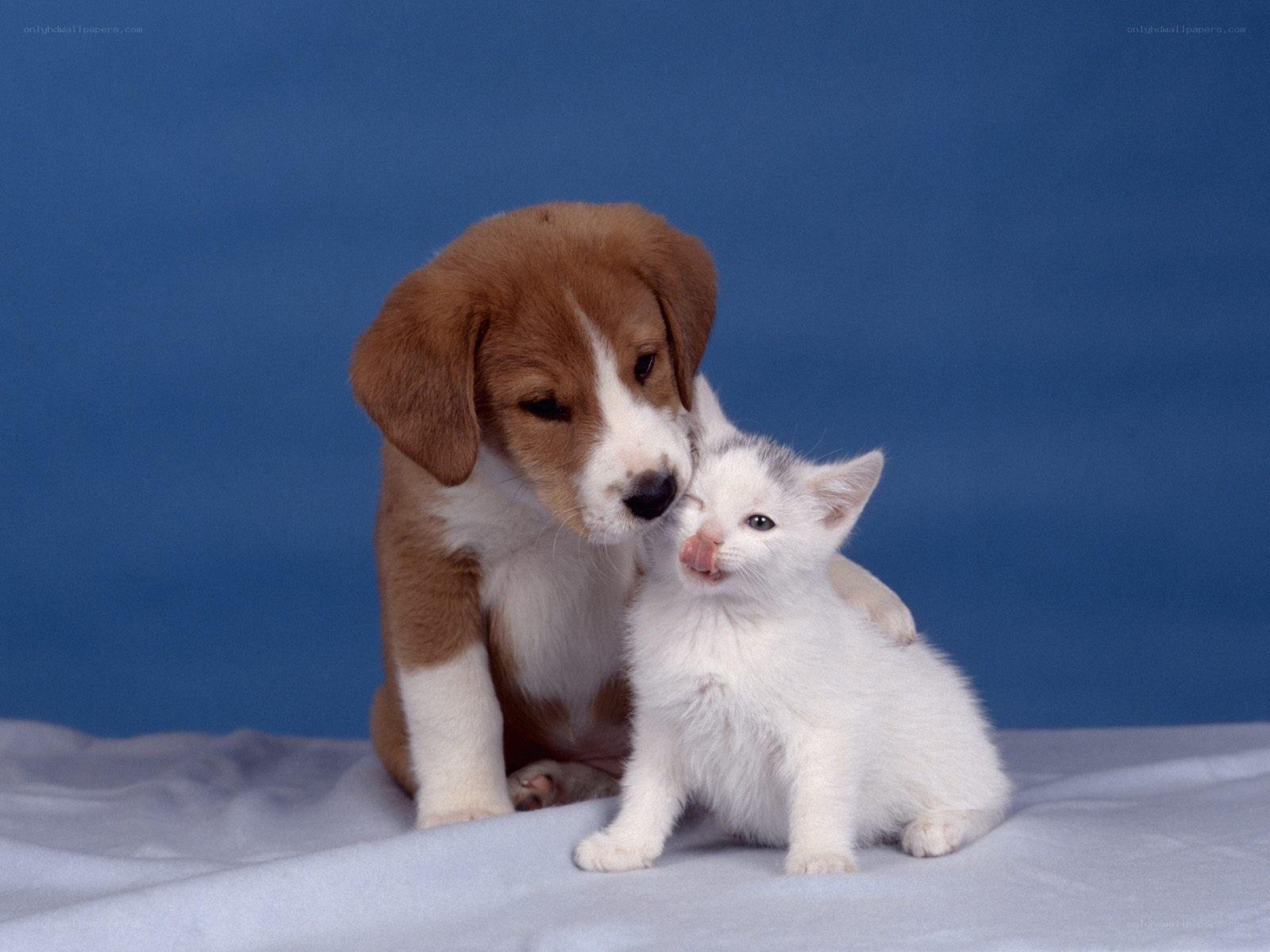 puppy and kitten cuddling