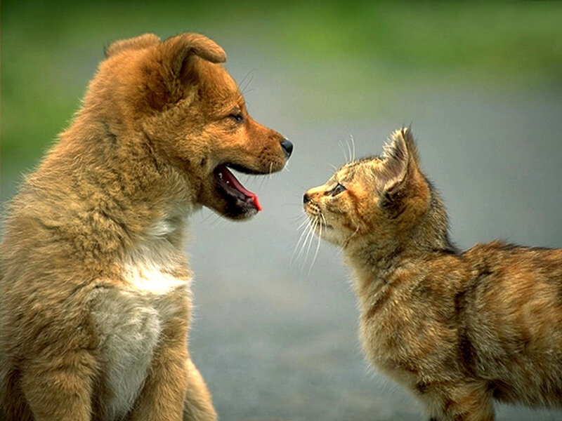 Puppy and Kitten Facing