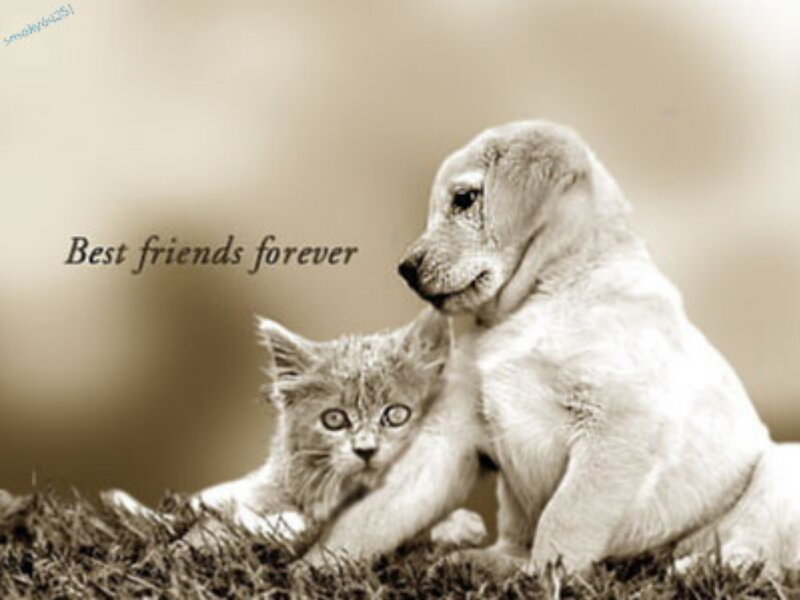 puppy and kitten friends