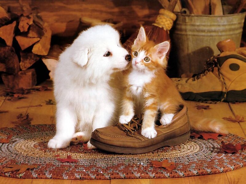 puppy and kitten friendship