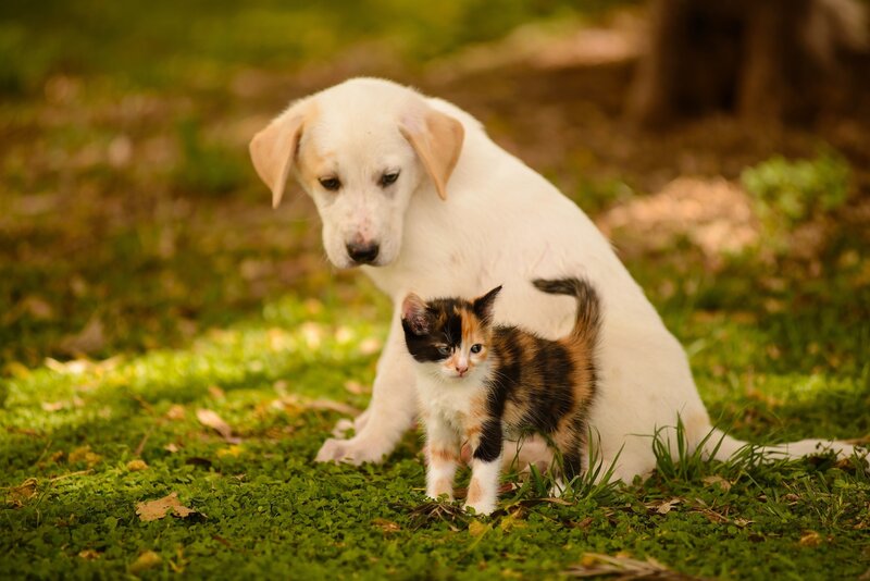 Puppy and Kitten — Green, Calm, Afternoon, Photograph