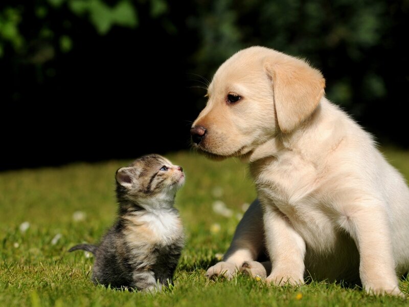 Puppy and Kitten — Green, Calm, Afternoon