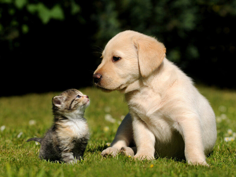 Puppy and Kitten — Green, Calm