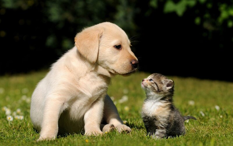 Puppy and Kitten — Green, Peaceful, Afternoon, Photograph, Grass