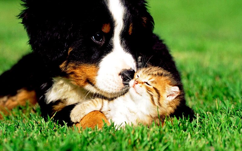 Puppy and Kitten — Green, Peaceful, Afternoon, Photograph
