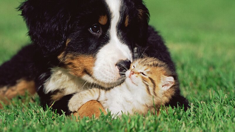 Puppy and Kitten — Green, Peaceful, Afternoon