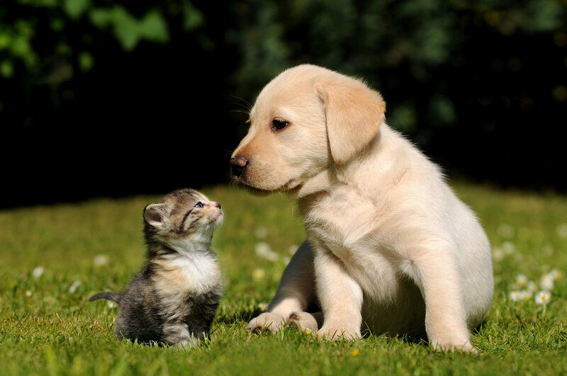 Puppy and Kitten — Green, Peaceful