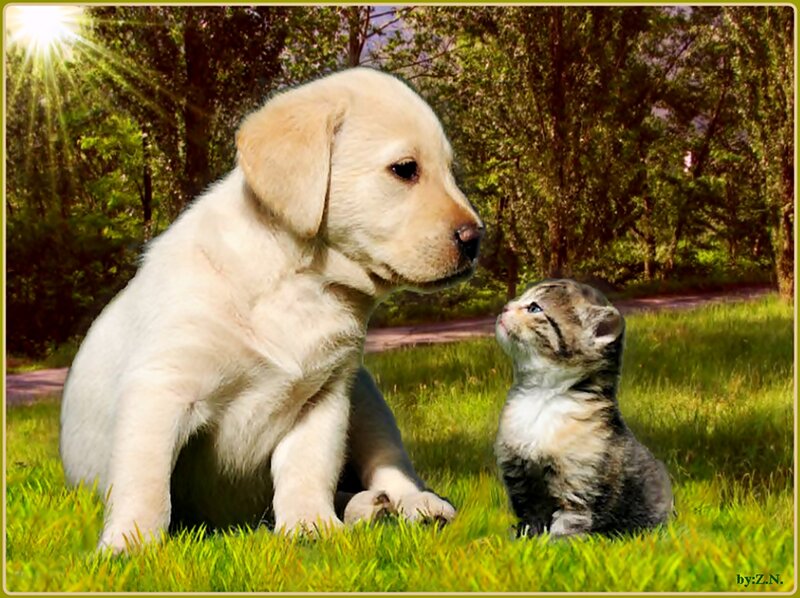 Puppy and Kitten — Green, Serene