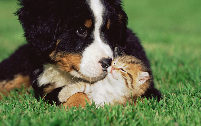 Puppy and Kitten — Green