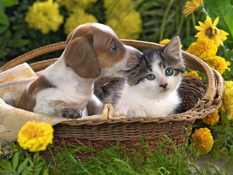 Puppy and kitten in a basket