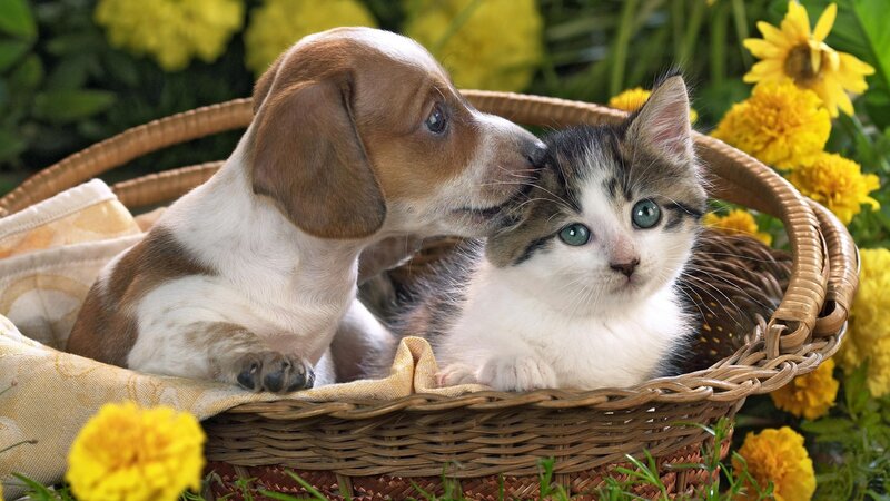 Puppy and kitten in basket