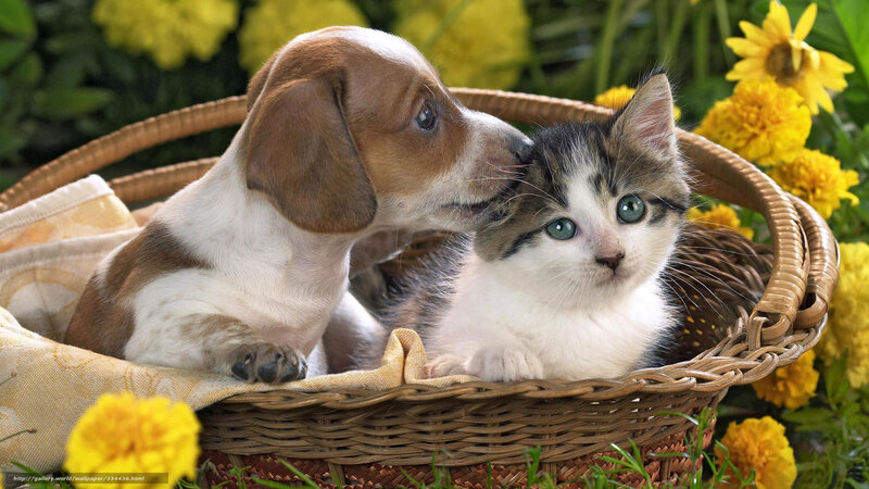 Puppy and kitten in basket