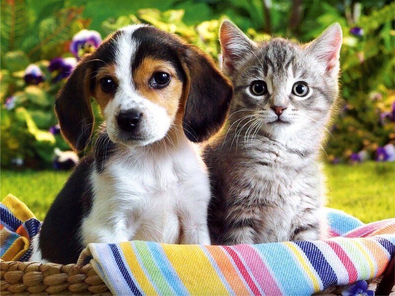 puppy and kitten in basket
