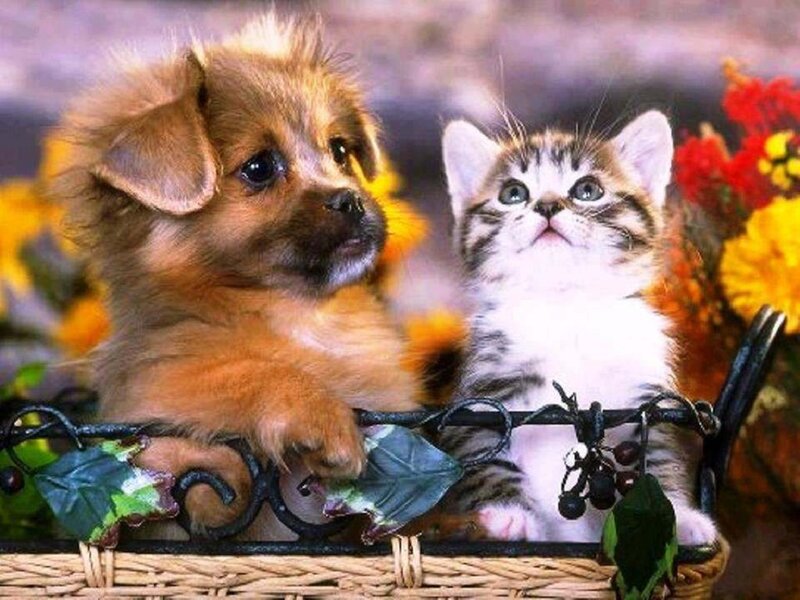 Puppy and Kitten in Basket — Brown, Calm