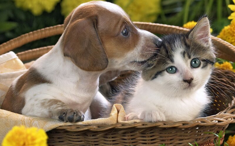 Puppy and Kitten in Basket — Brown, Peaceful