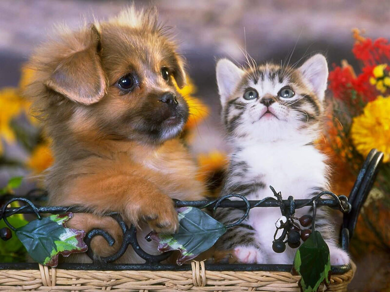 Puppy and Kitten in Basket — Brown
