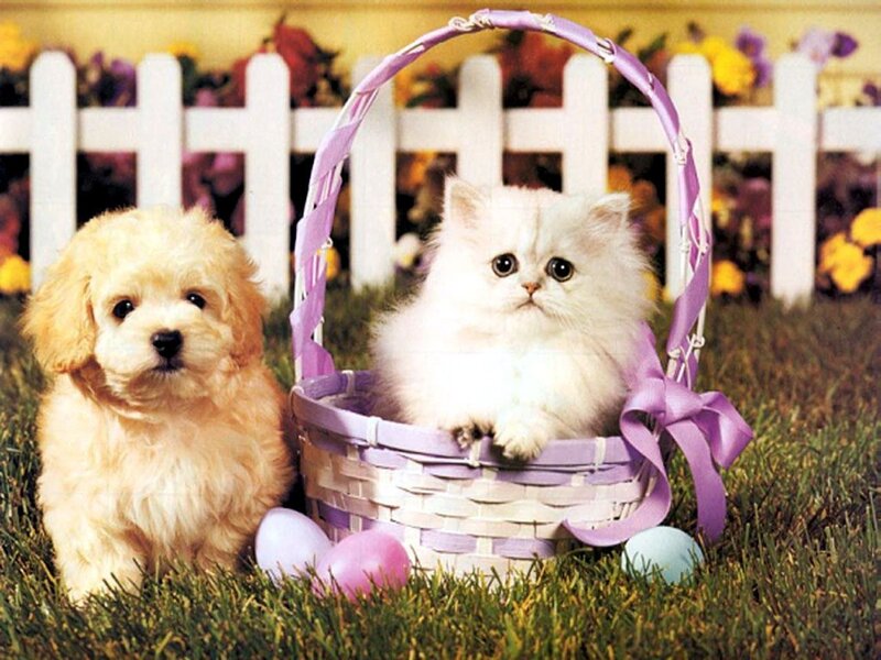 Puppy and Kitten in Basket — Purple
