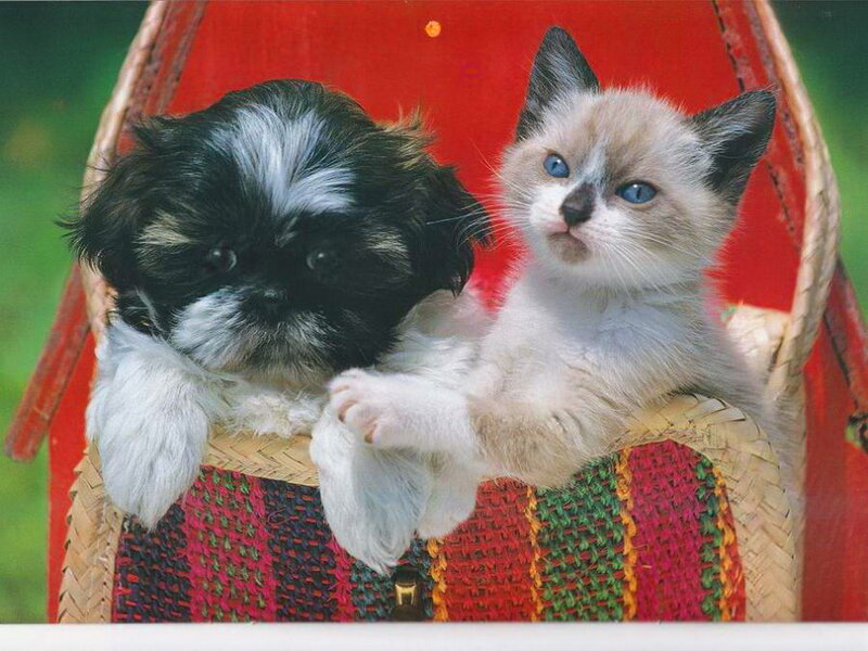 Puppy and Kitten in Basket — Red