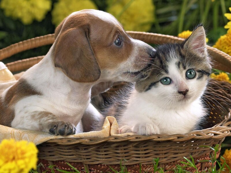 Puppy and kitten in basket