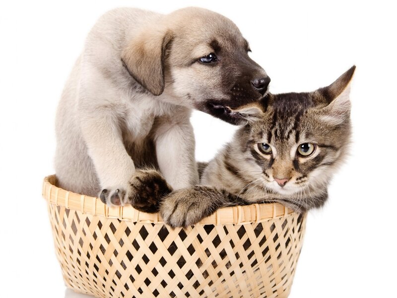 Puppy and Kitten in Basket — White, Calm