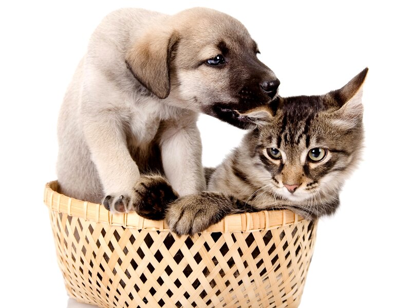 Puppy and Kitten in Basket — White