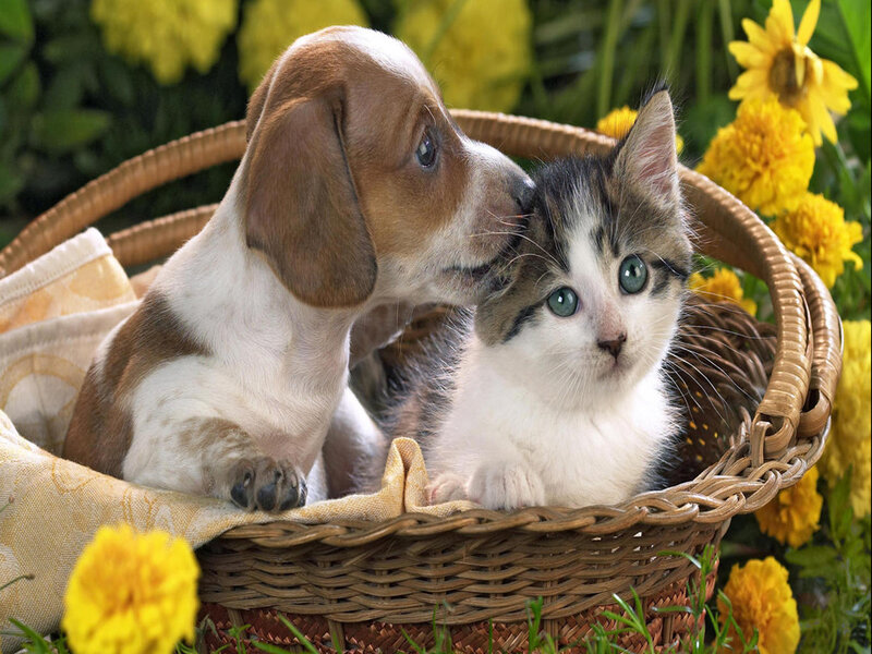 Puppy and Kitten in Basket — Yellow, Peaceful, Summer, Photograph