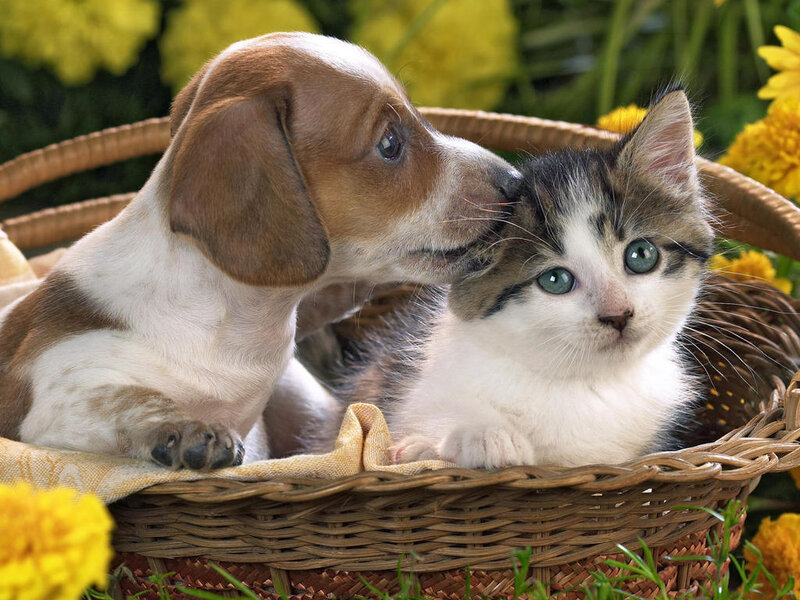 Puppy and Kitten in Basket — Yellow, Peaceful
