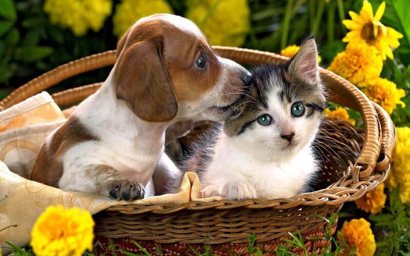 Puppy and Kitten in Basket — Yellow