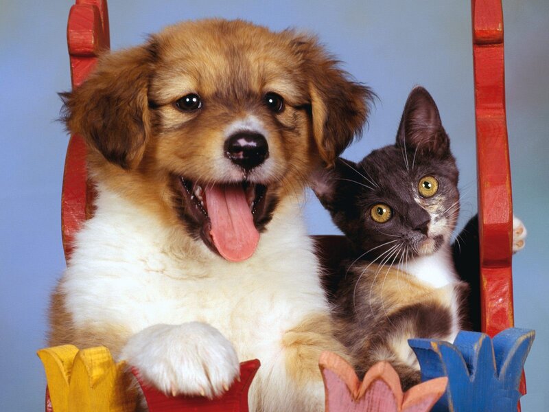 Puppy and Kitten in Chair