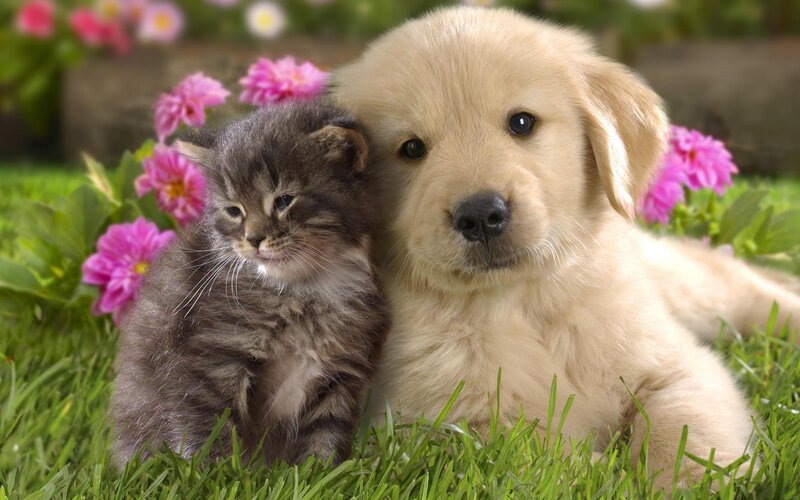 puppy and kitten in flowers