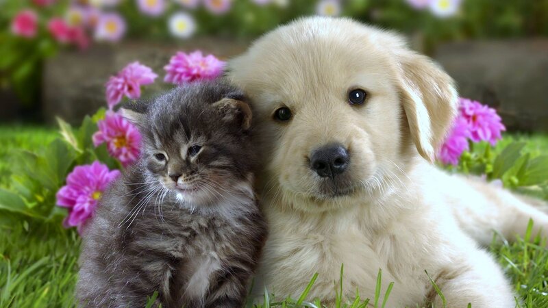 puppy and kitten in flowers