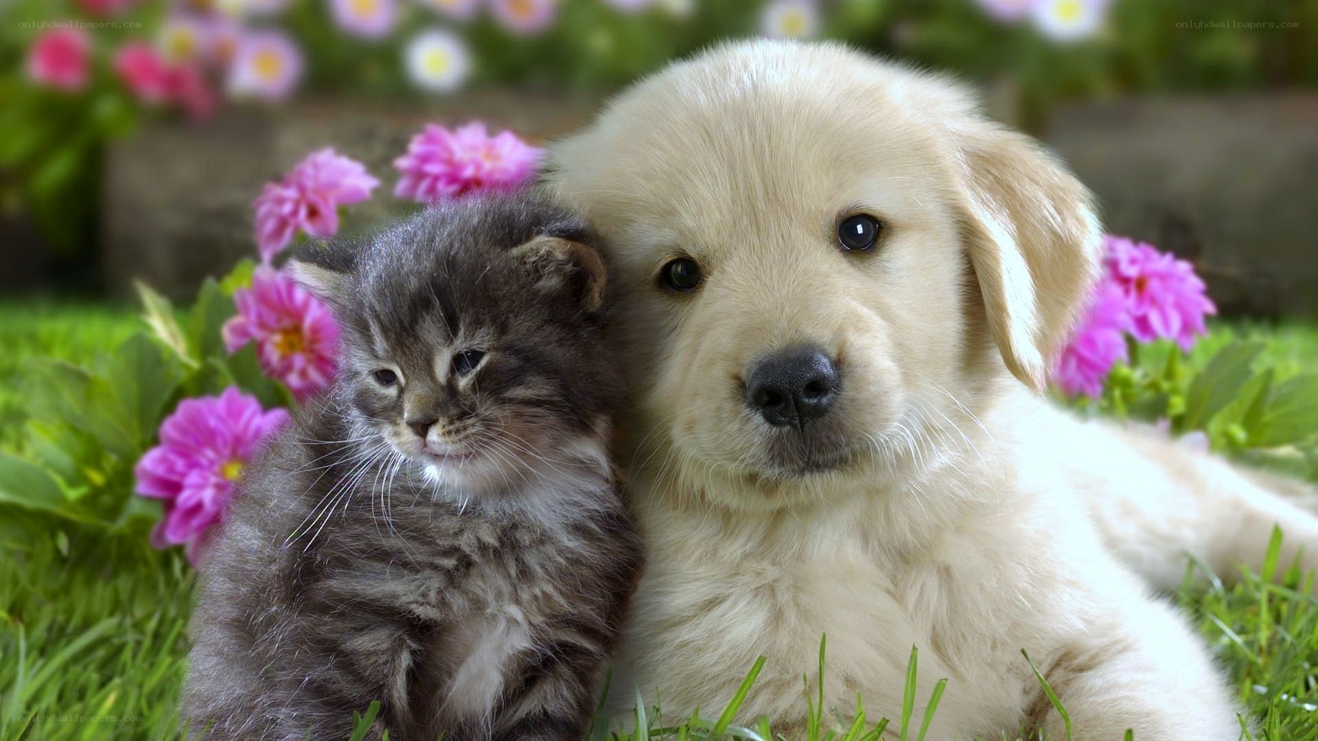 puppy and kitten in flowers