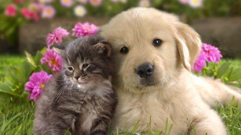 puppy and kitten in flowers