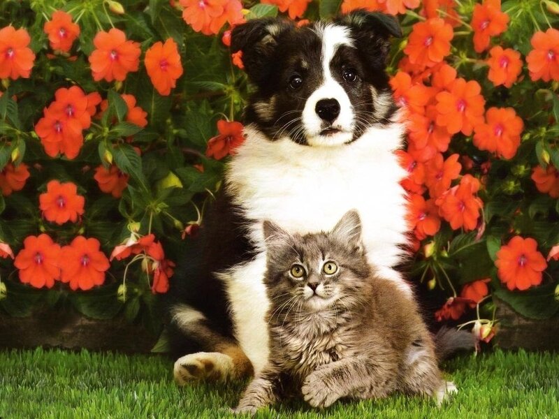 puppy and kitten in flowers